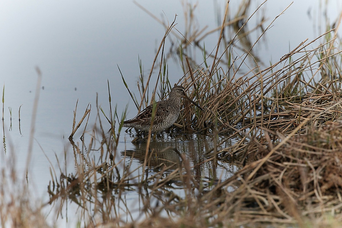 Cley - Black-tailed Gpdwit 05/04/23