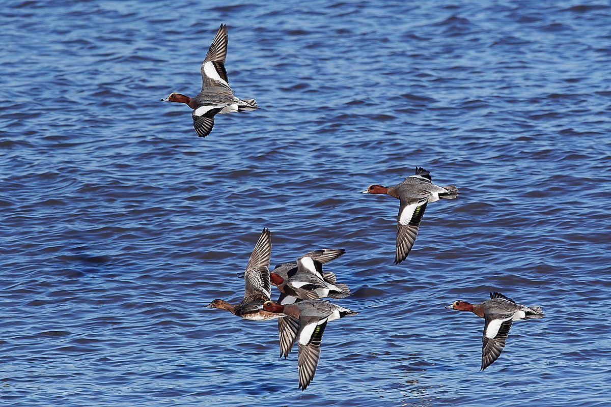 Wigeon - Cley 22/01/23