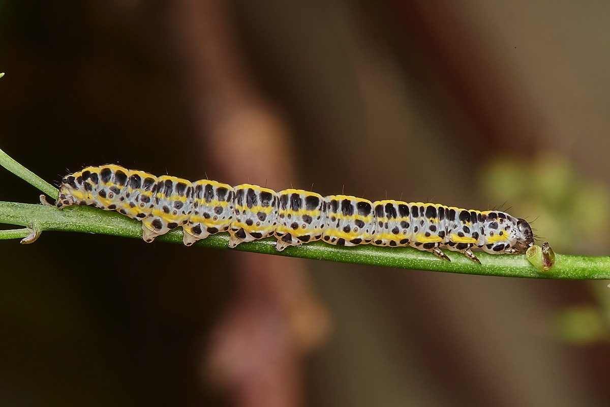 Toadflax Brocade Caterpillar - A Norwich Garden 28/07/23