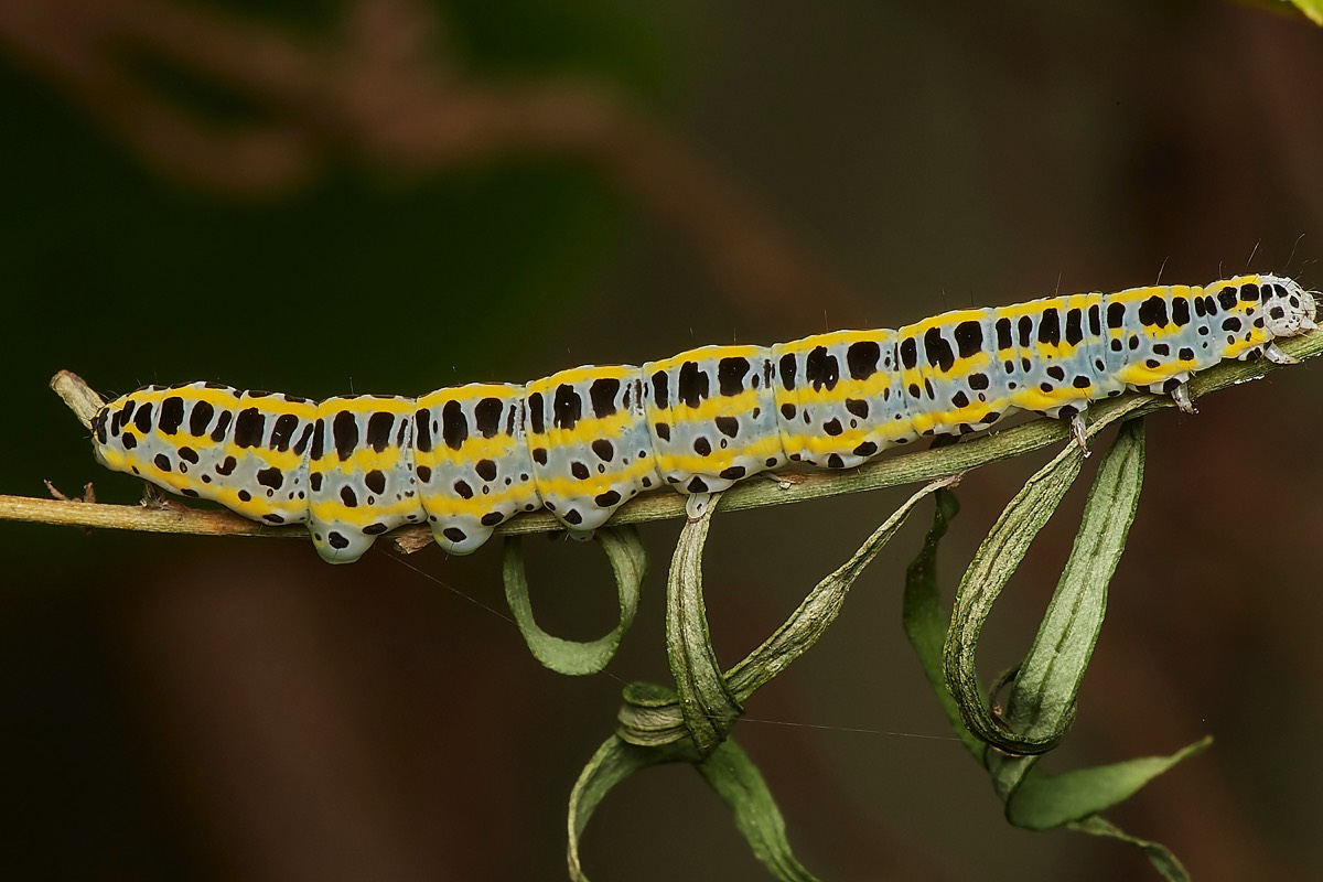 Toadflax Brocade Caterpillar - A Norwich Garden 28/07/23