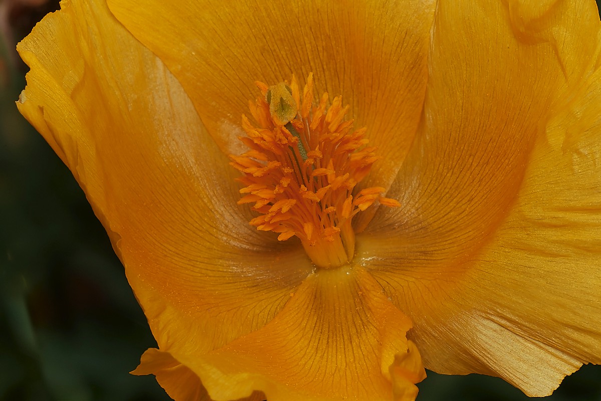 Yellow Horned Poppy - Beesands - Devon 26/06/23