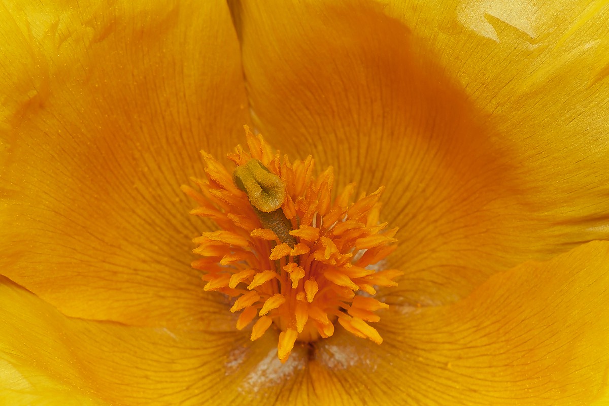 Yellow Horned Poppy - Beesands - Devon 26/06/23