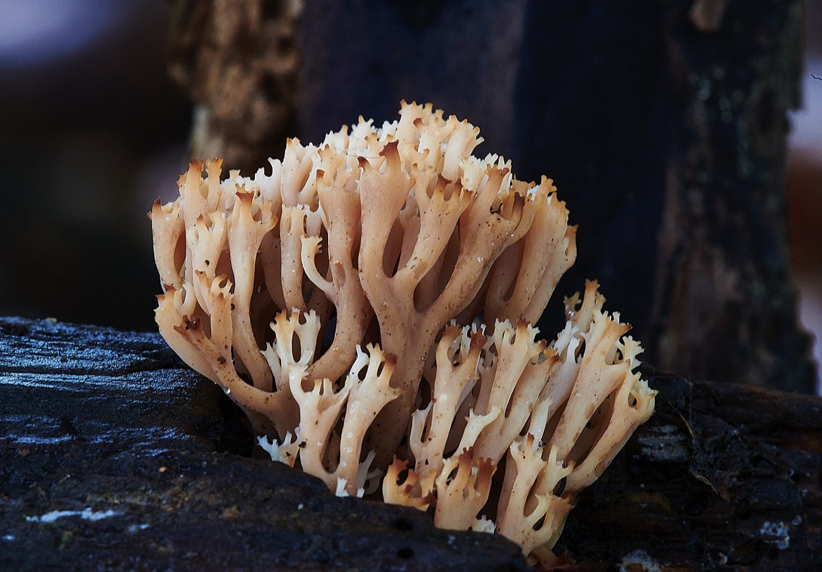 Coral Fungus Sp - Lady Belt Wood 31/12/22