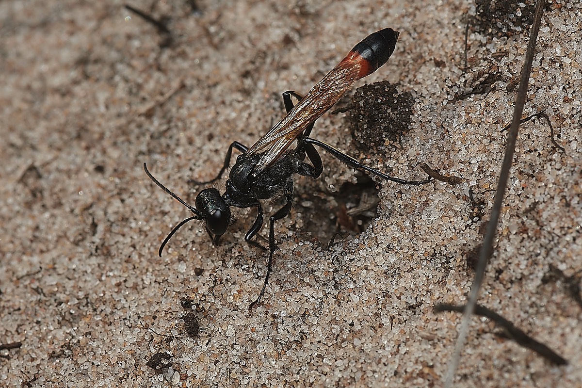 Heath Sand Wasp - Roydon Common 16/08/23