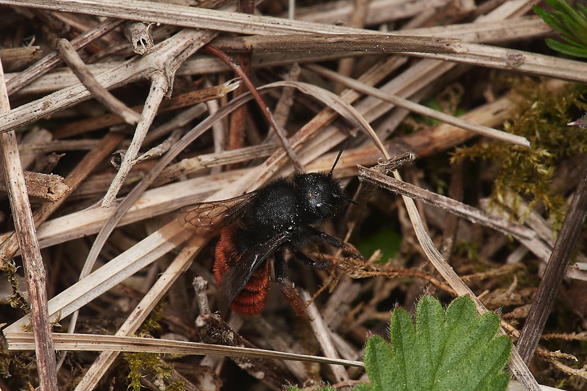 Red Mason Bee - Alderford Common 03/05/23