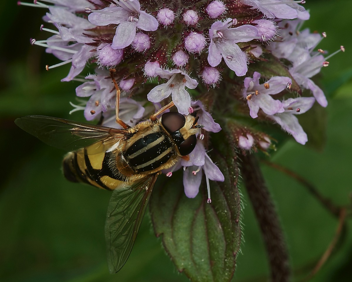 Large-tiger Hoverfly - Upgate Common 20/08/23