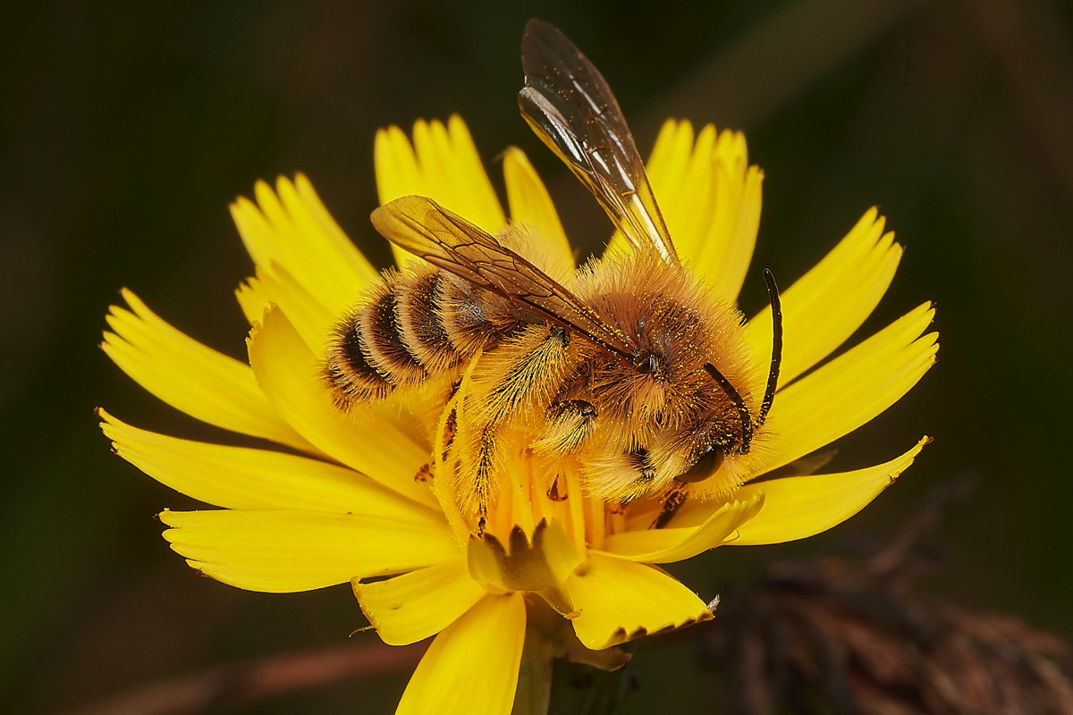 Pantaloon Bee ♂︎ - Kelling Heath  29/07/23