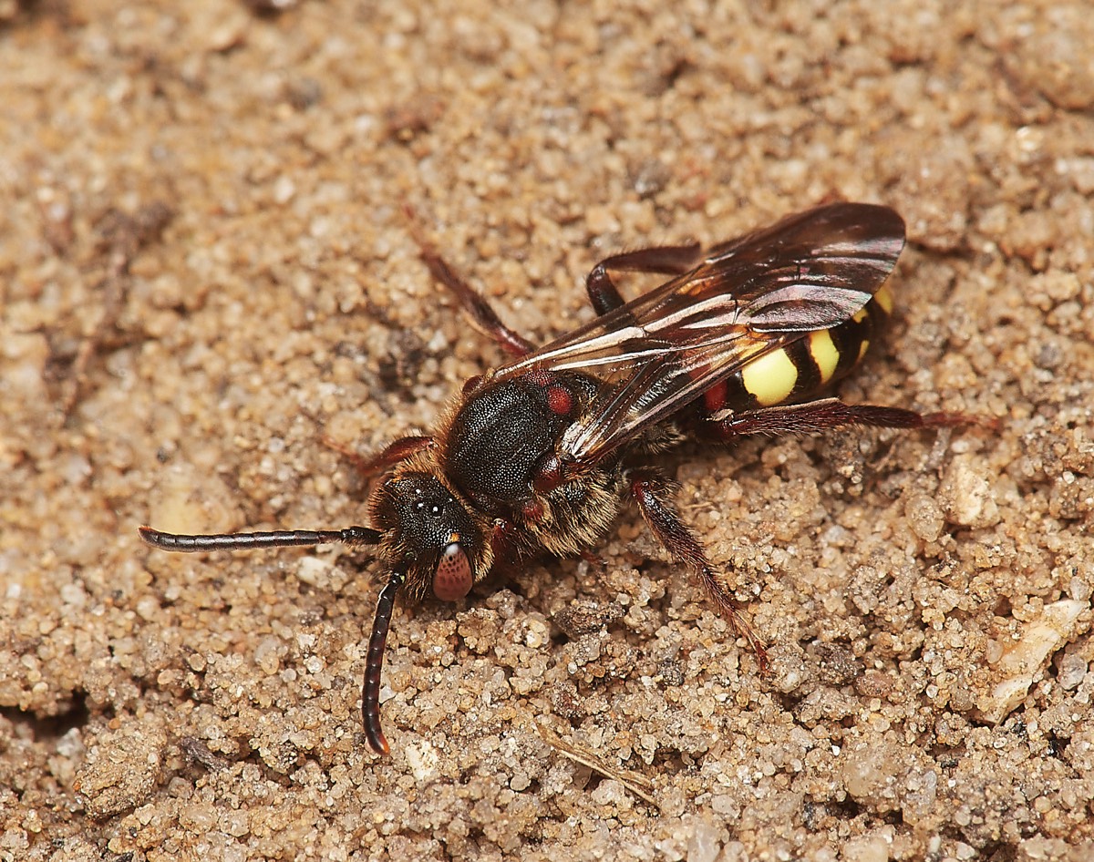 Early Nomad Bee - Strumpshaw Fen 27/03/23