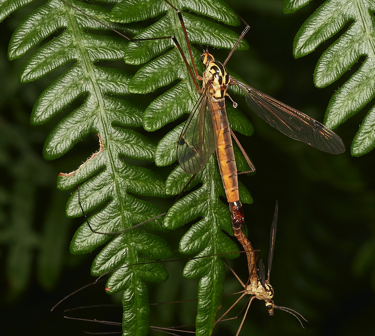 Spotted Cranefly- Kelling Heath  29/07/23