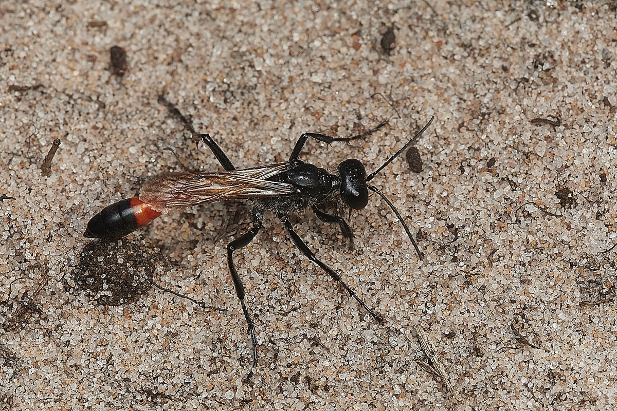 Heath Sand Wasp - Roydon Common 16/08/23