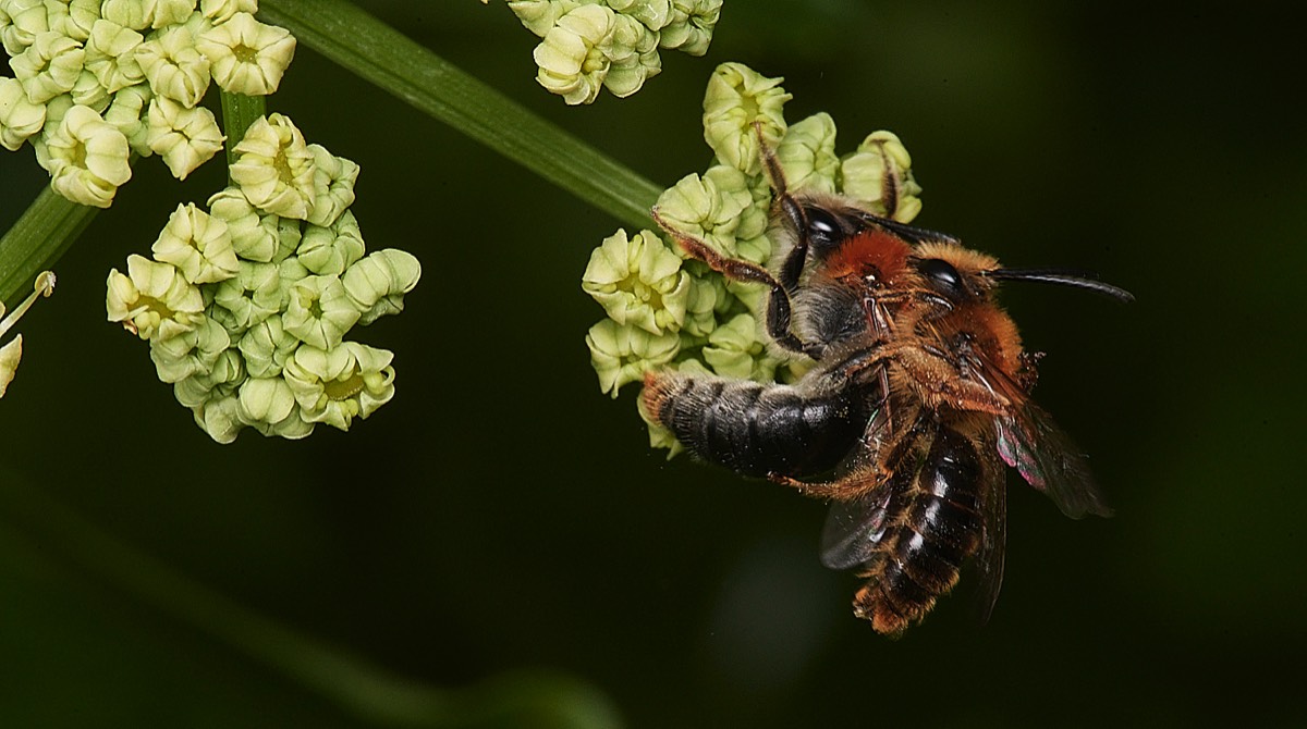 Red-tailed Mining Bee - Cley 03/05/23