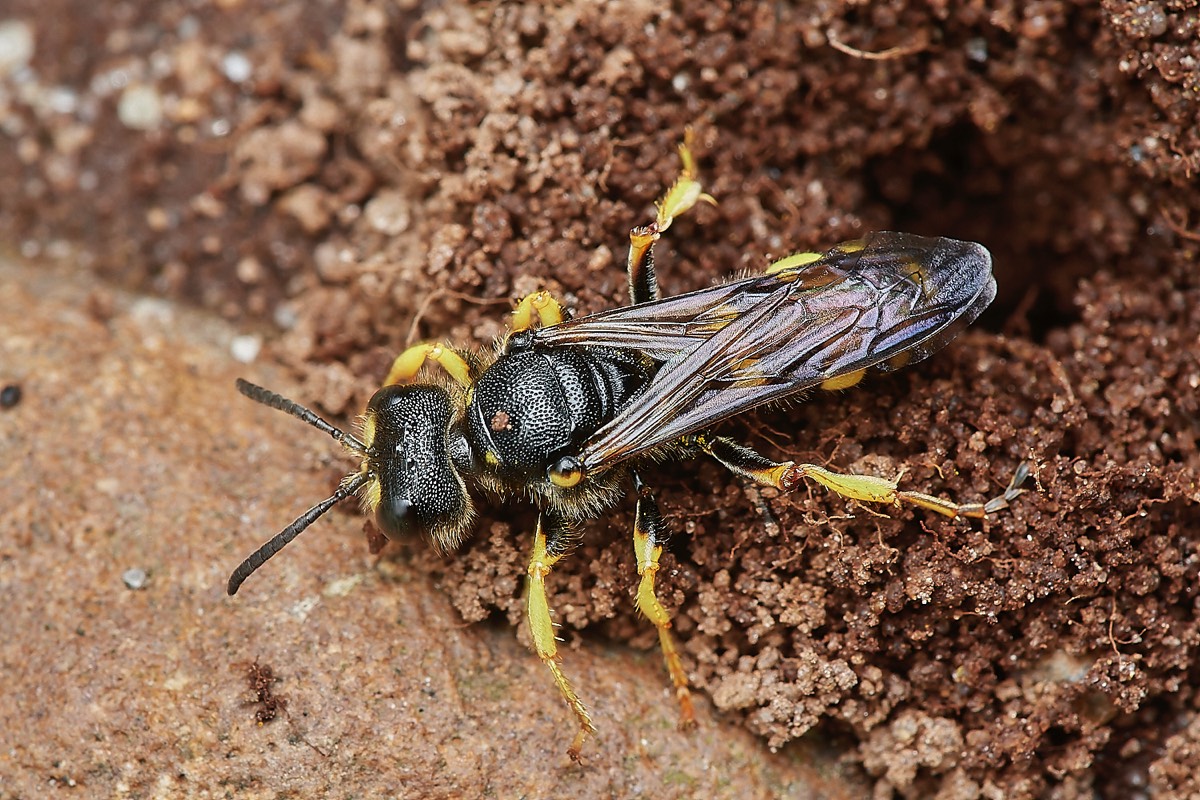 Ornate-tailed Digger Wasp - Kelling Heath  29/07/23