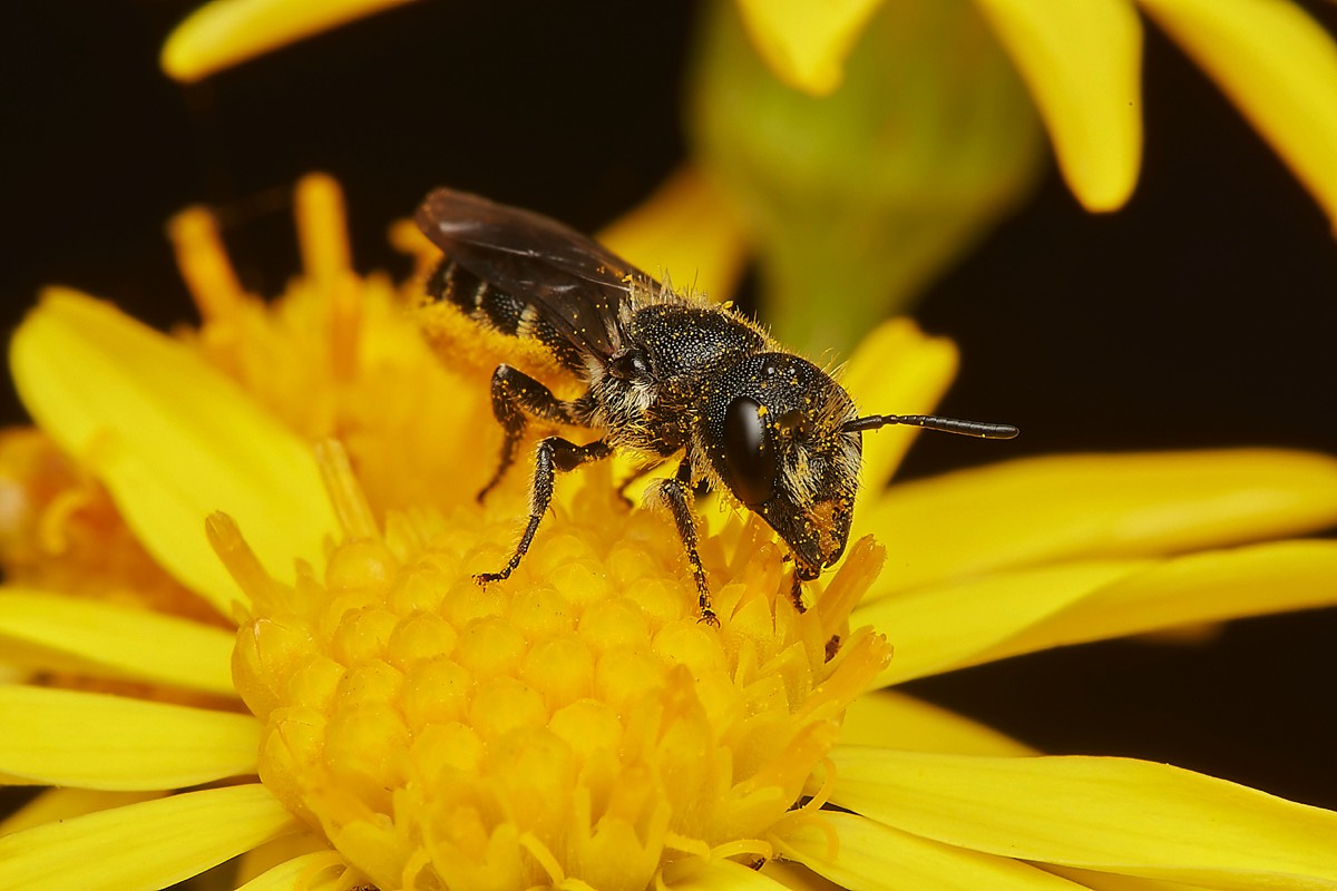 Large-headed Resin Bee - A Norwich Garden 28/07/23
