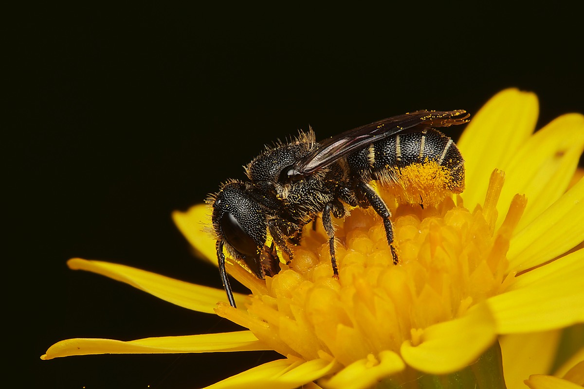 Large-headed Resin Bee - A Norwich Garden 28/07/23