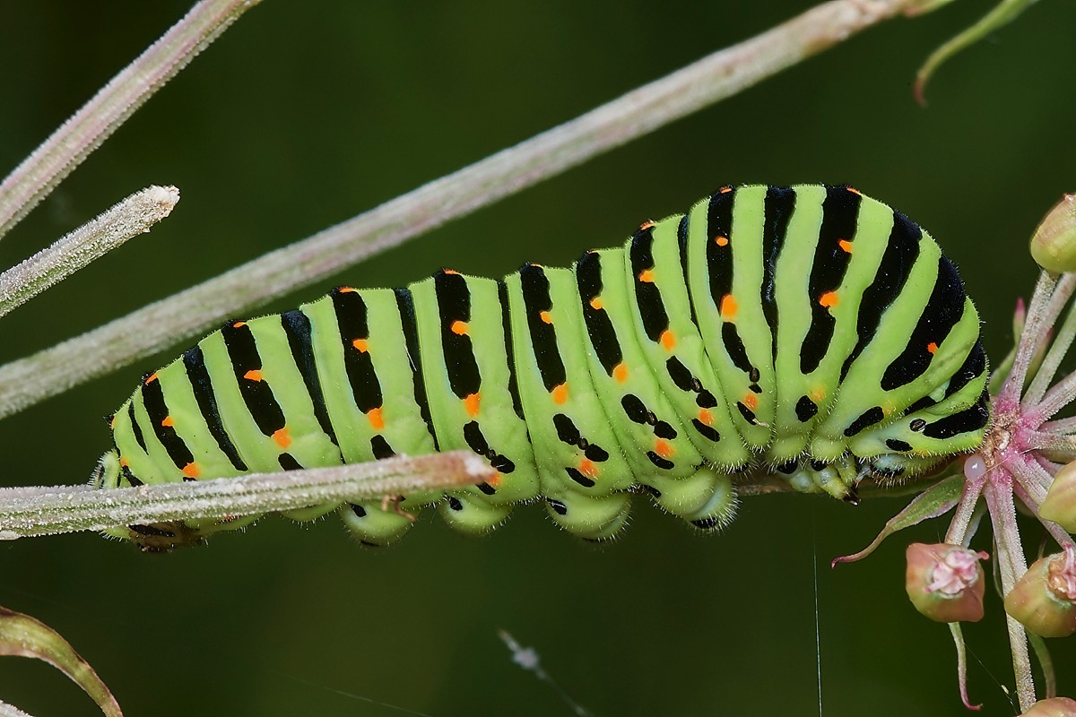 Swallowtail Caterpillar - Wheatfen 31/07/23