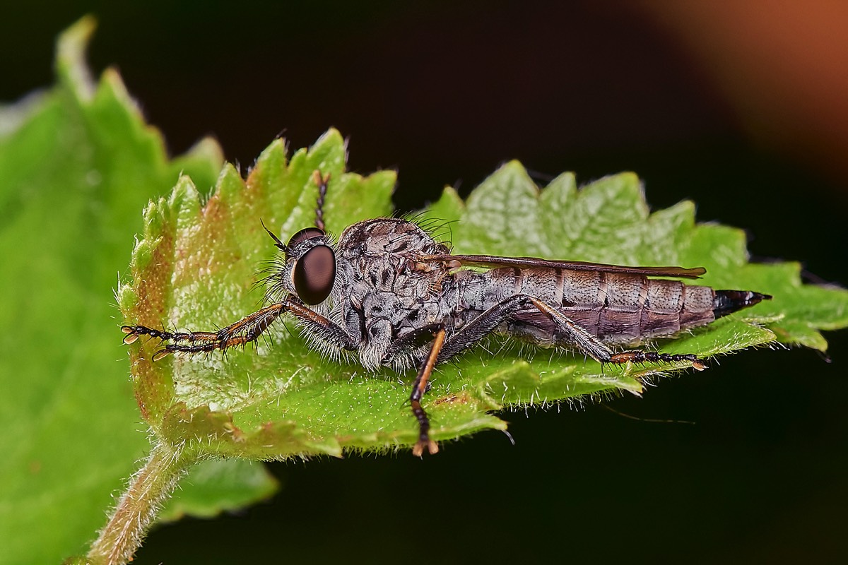 Kite-tailed RobberFly - Upgate Common 20/08/23