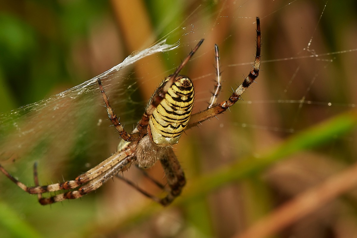 Wasp Spider - Broadland Country Park 01/08/23
