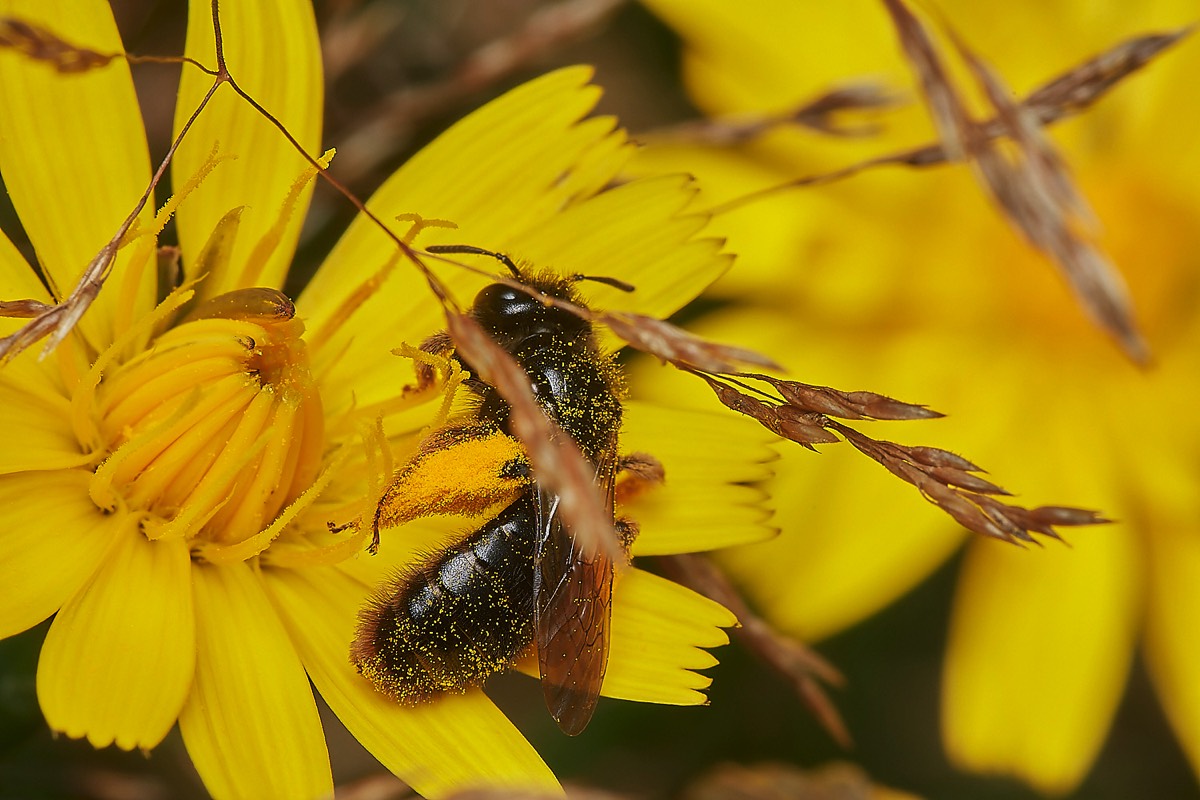 Big Shaggy Bee - Broadland CP 26/07/23