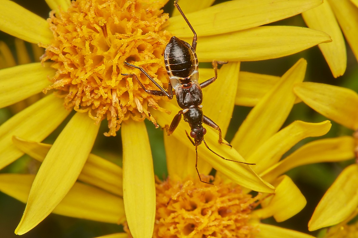 Ant Damsel Bug - Broadland CP  26/07/23
