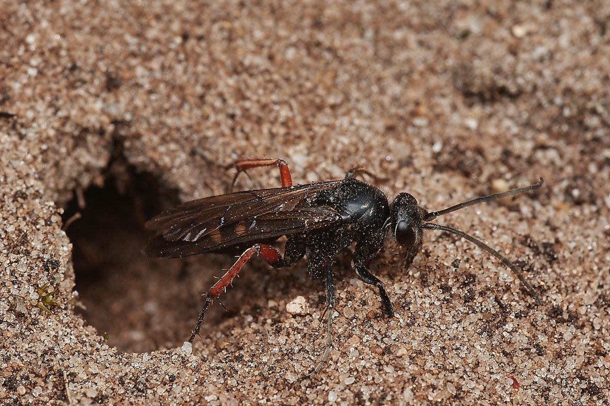 Red-legged Spider Wasp - Little Eye 08/23