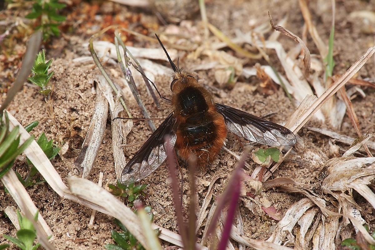 BeeFly - Alderford Common 03/05/23