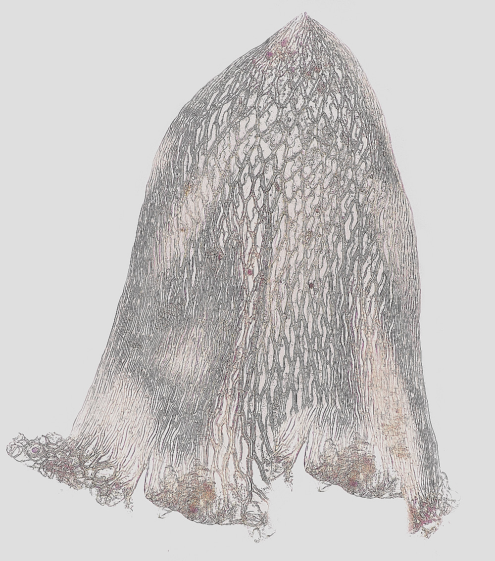 AlderfenSsubnitens120123-1