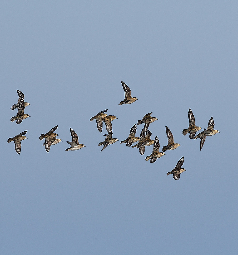 CleyGoldenPlover140223-14