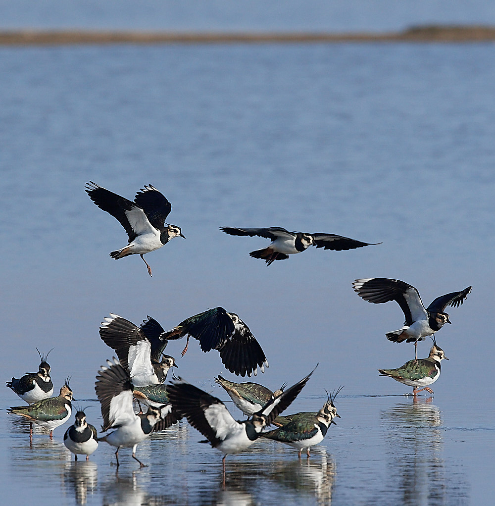 CleyLapwing140223-7
