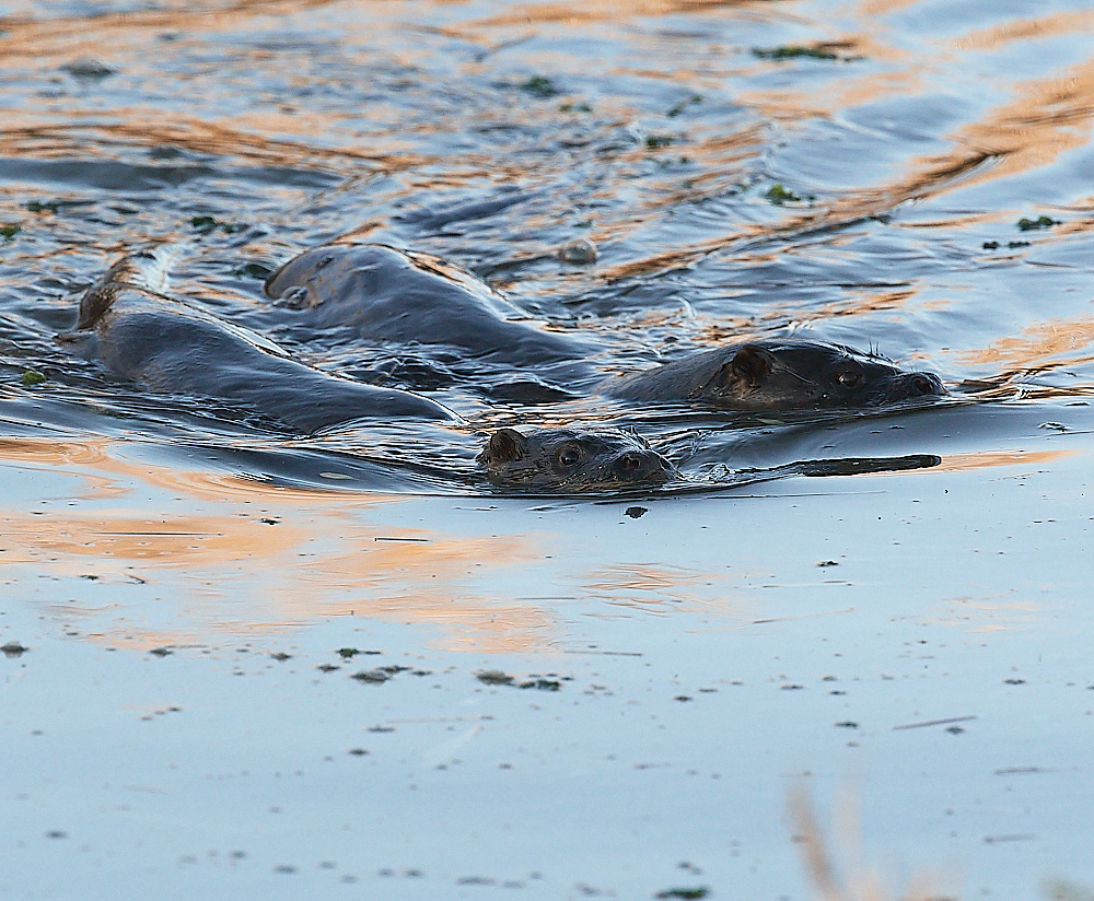 CleyOtter201222-5