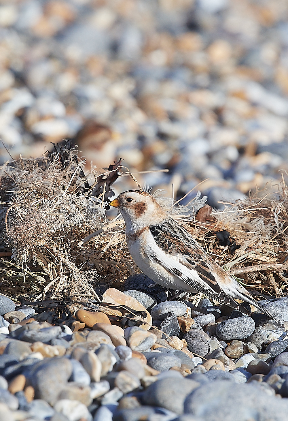 CleySnowBunting300123-8