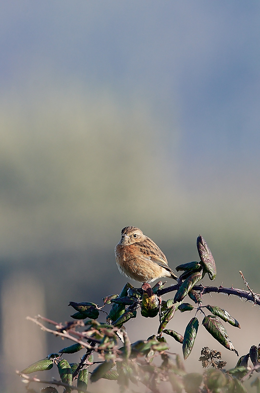 CleyStonechat140223-1