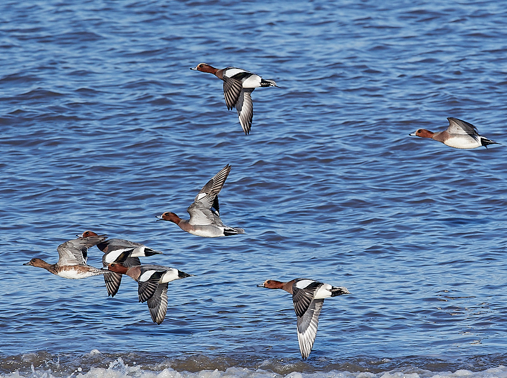 CleyWigeon220123-7