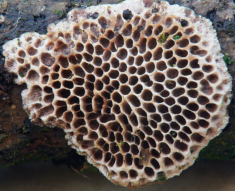 CranwichPitsFungus290123-1
