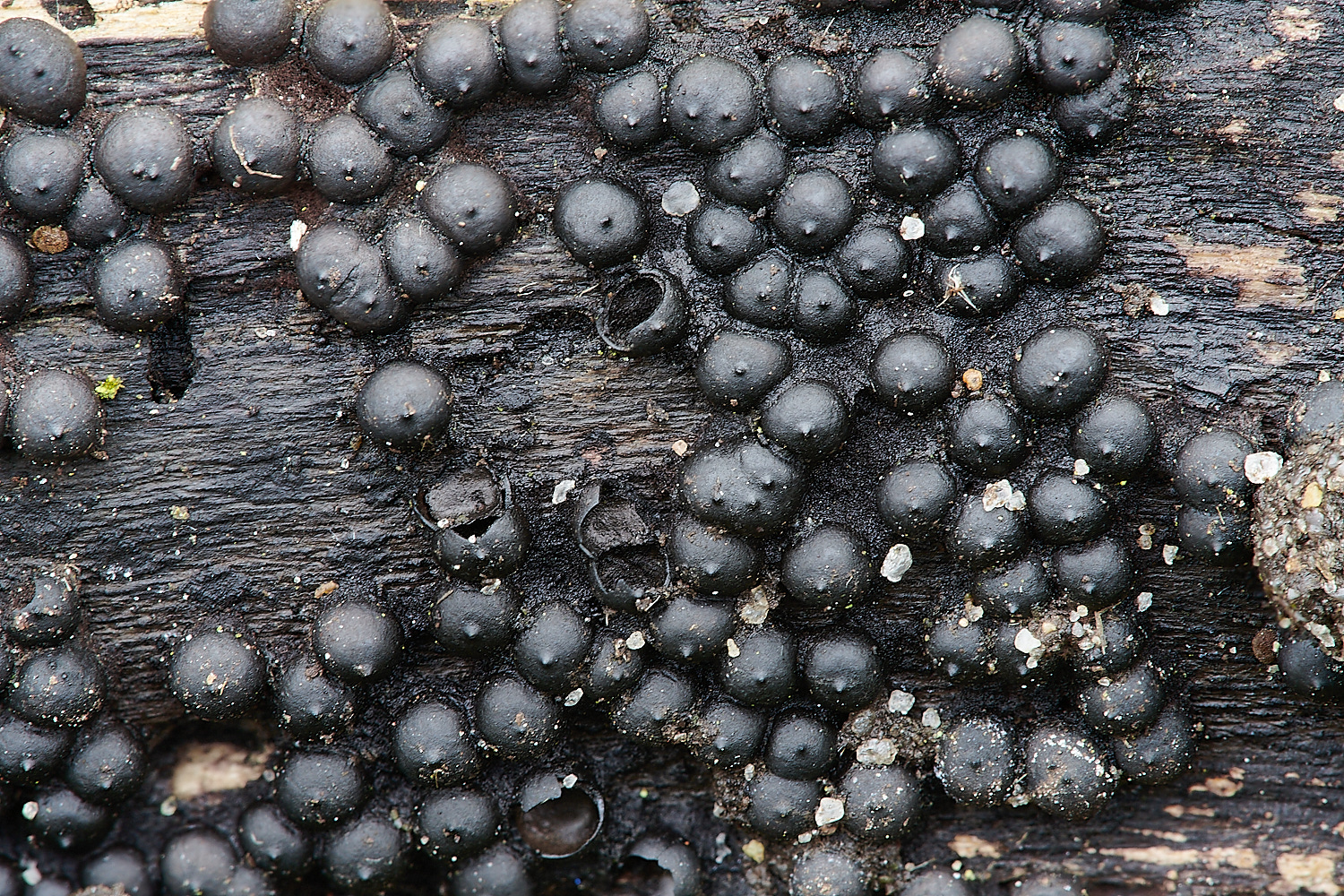 EarlhamCemeteryFungus2110323-1 1