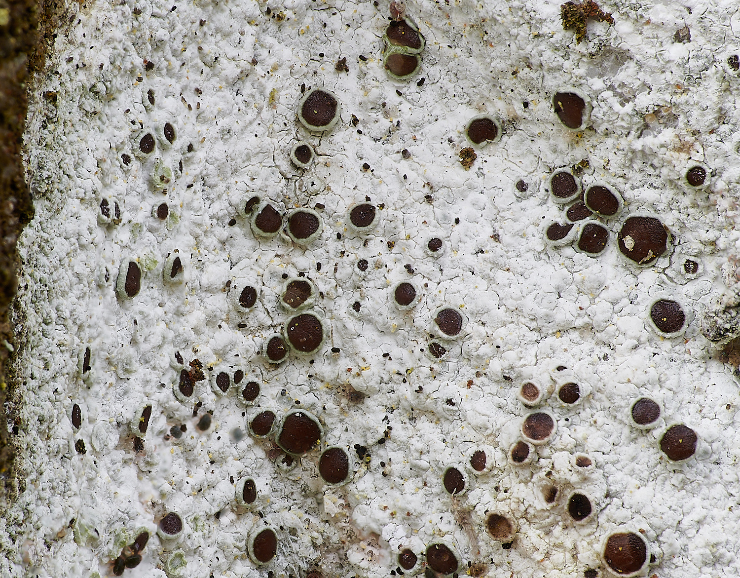 EarlhamCemeteryLichen4110323-1