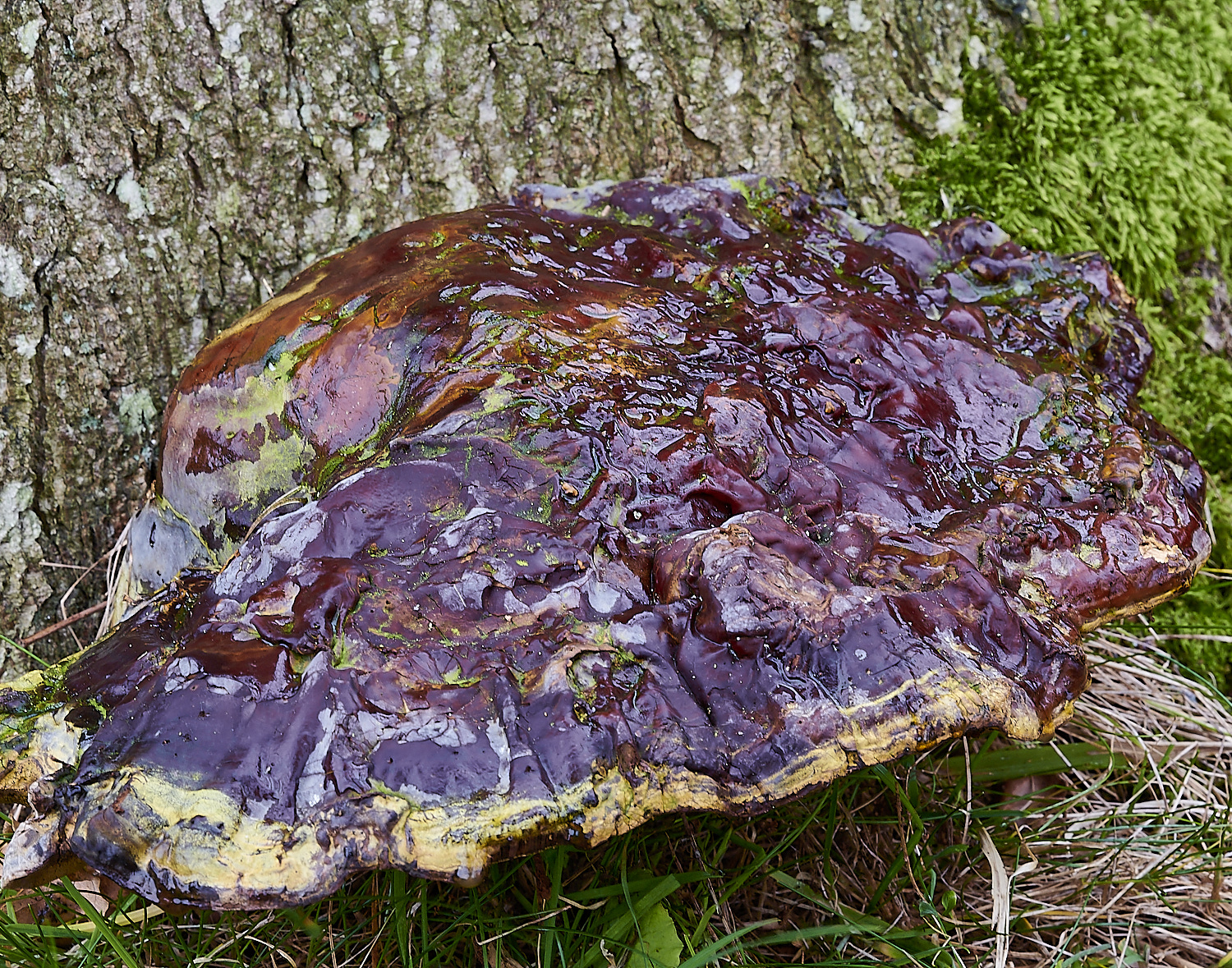 HovetonHallGanodermaSp110223-1