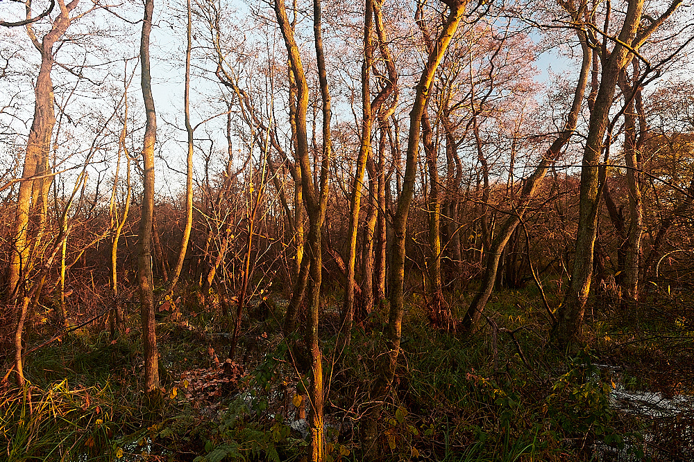 Irestead121222-5