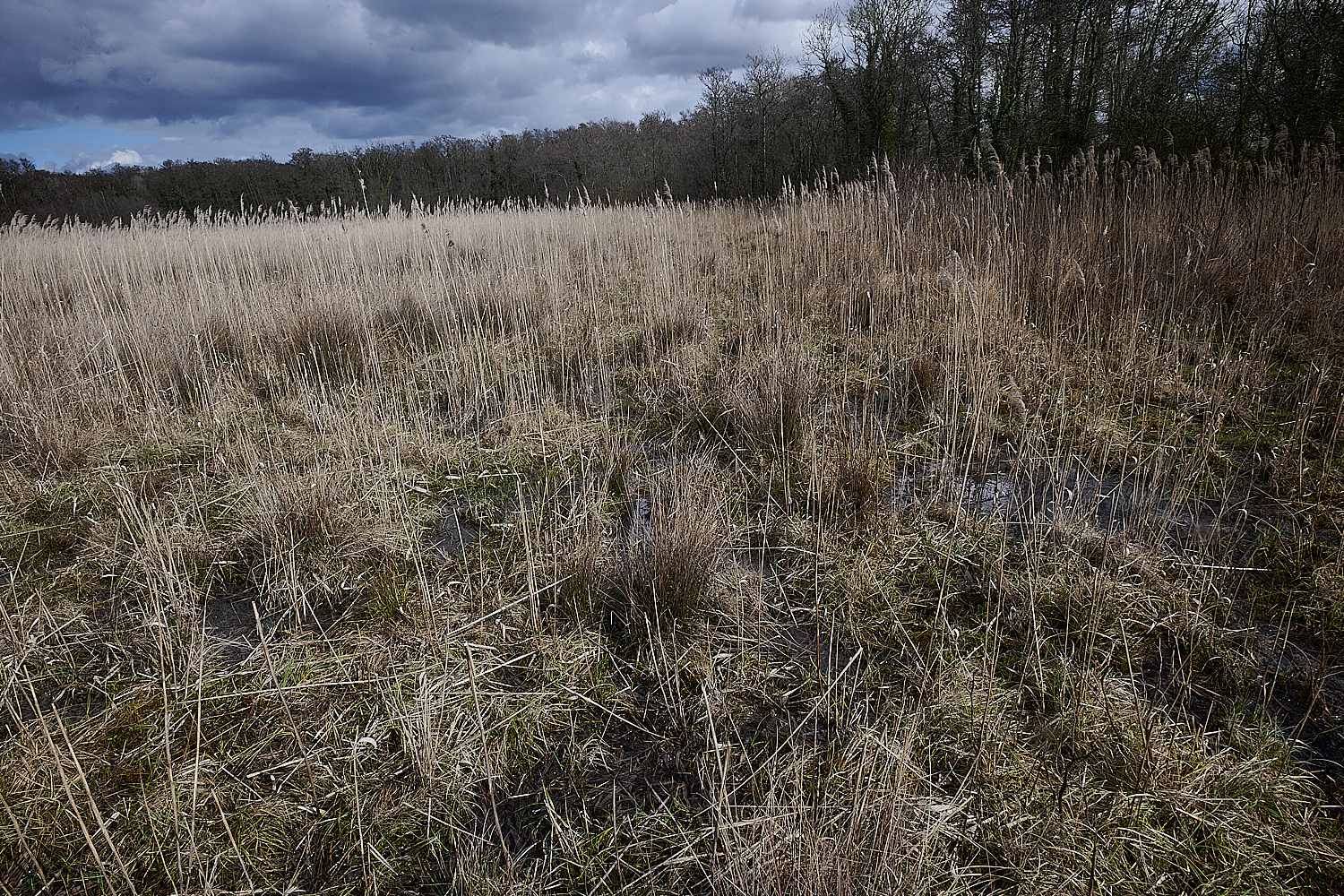 SmallburghFen300323-2