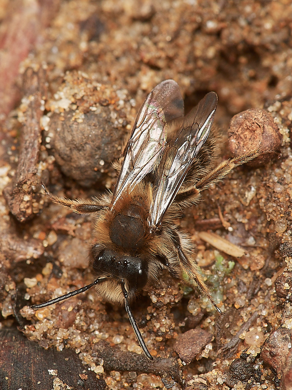 StrumpshawAclarkella220323-1