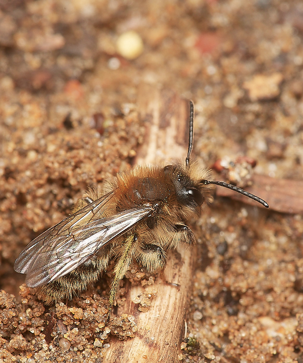 StrumpshawAclarkella220323-29