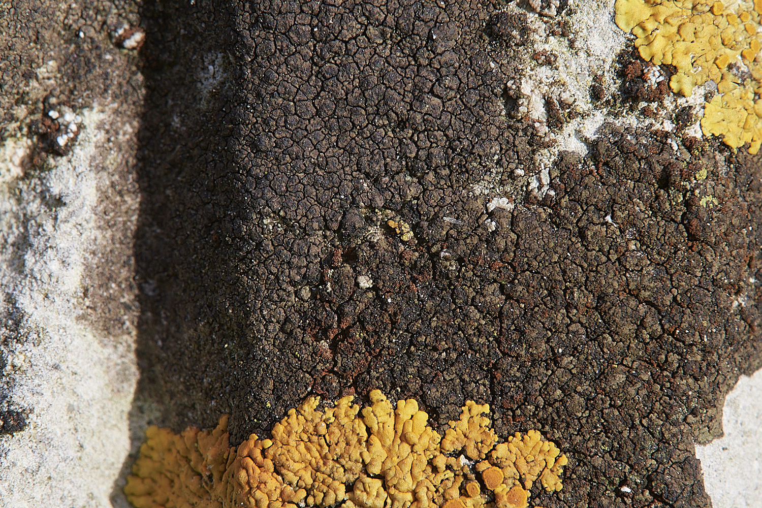 ThurgartonChurchLichen3170223-1