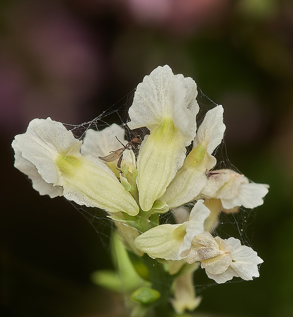 BCPCorydalis150823-1-NEF_DxO_DeepPRIME