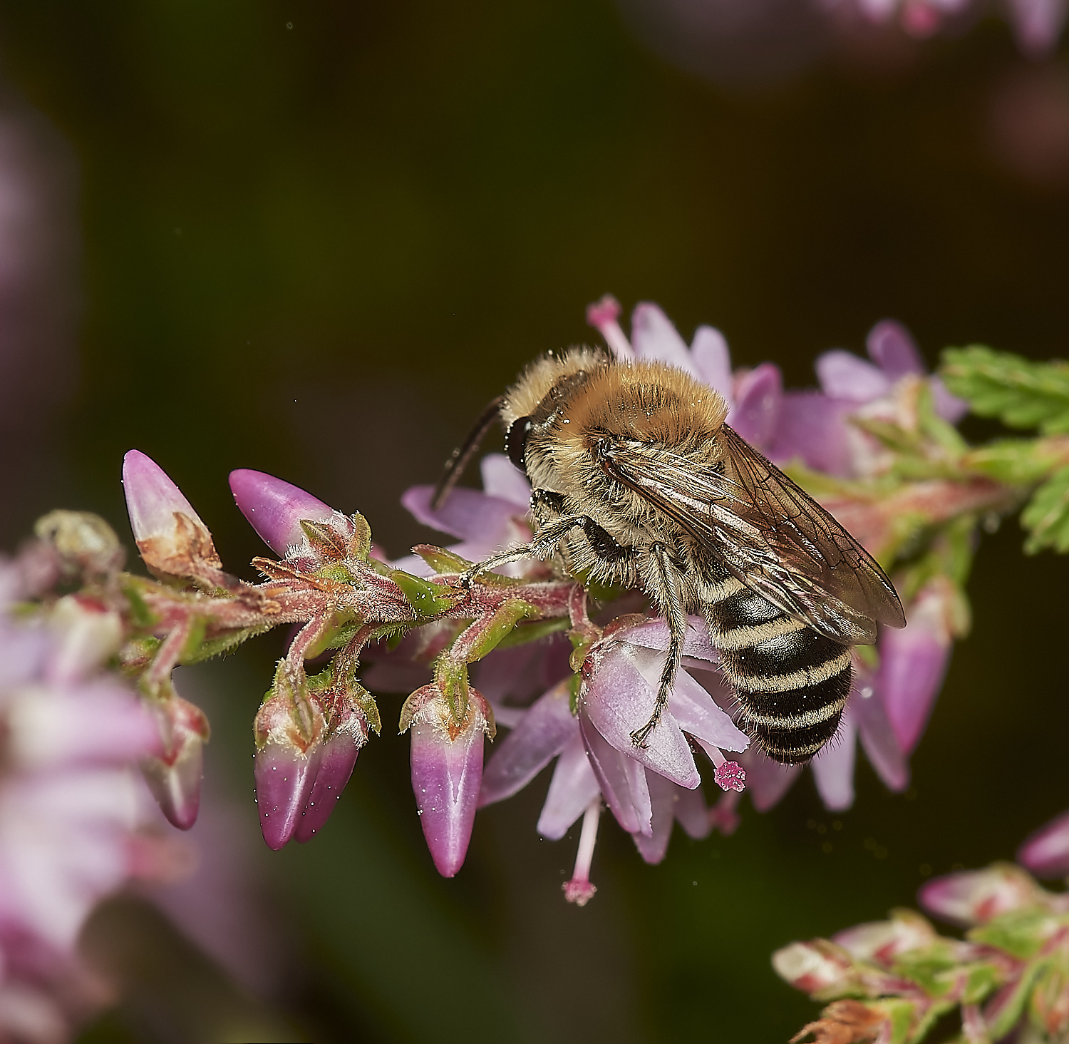 BCPHeatherColletes150823-3-NEF_DxO_DeepPRIME