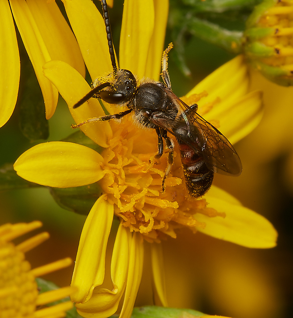 BCPLasioglossum270723-2-NEF_DxO_DeepPRIME