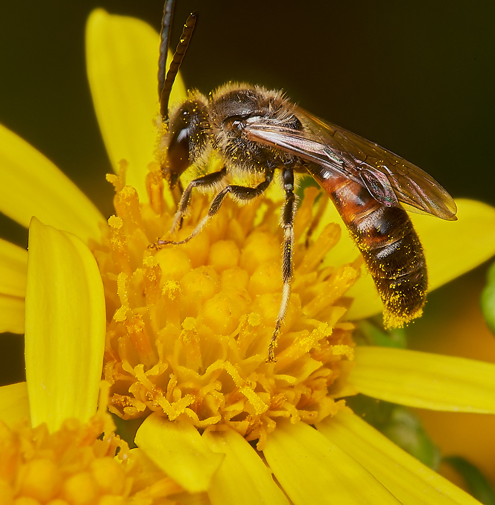 BCPLasioglossum270723-3-NEF_DxO_DeepPRIME