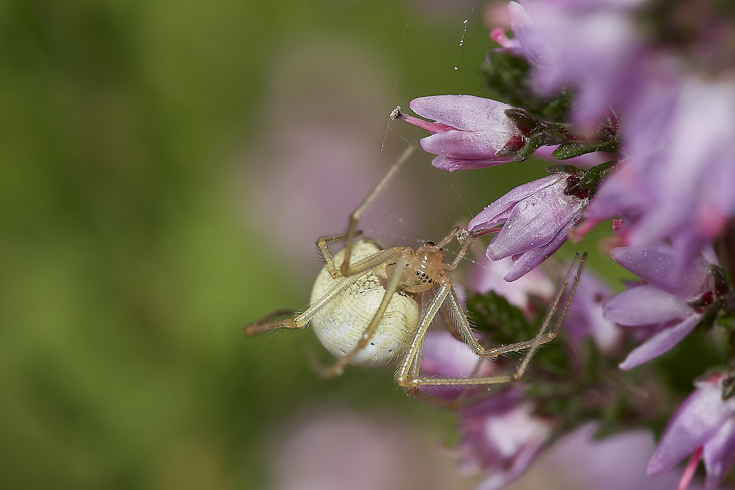 BCPSpider2150823-2-NEF_DxO_DeepPRIME