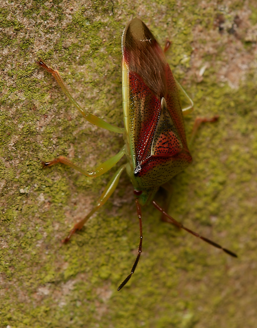 CemeteryBirchBug280723-3-NEF_DxO_DeepPRIME