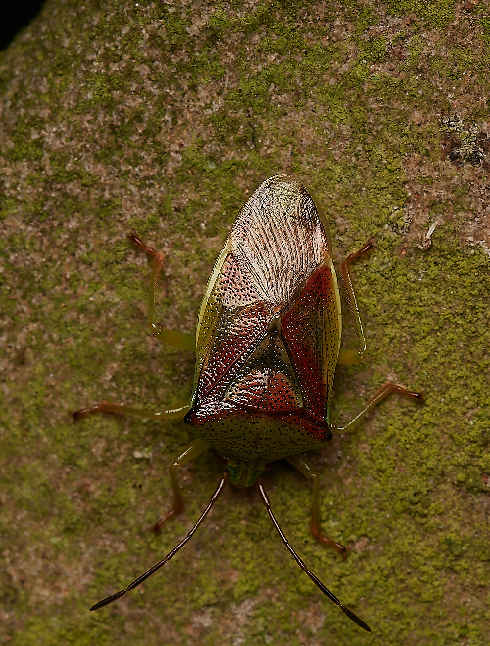 CemeteryBirchBug280723-4-NEF_DxO_DeepPRIME