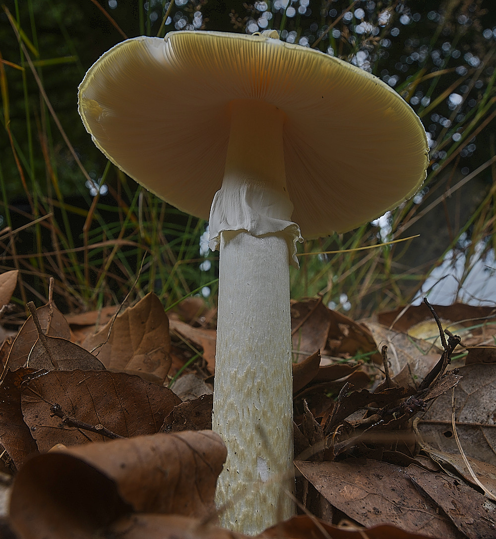 CemeteryDeathcap280723-2