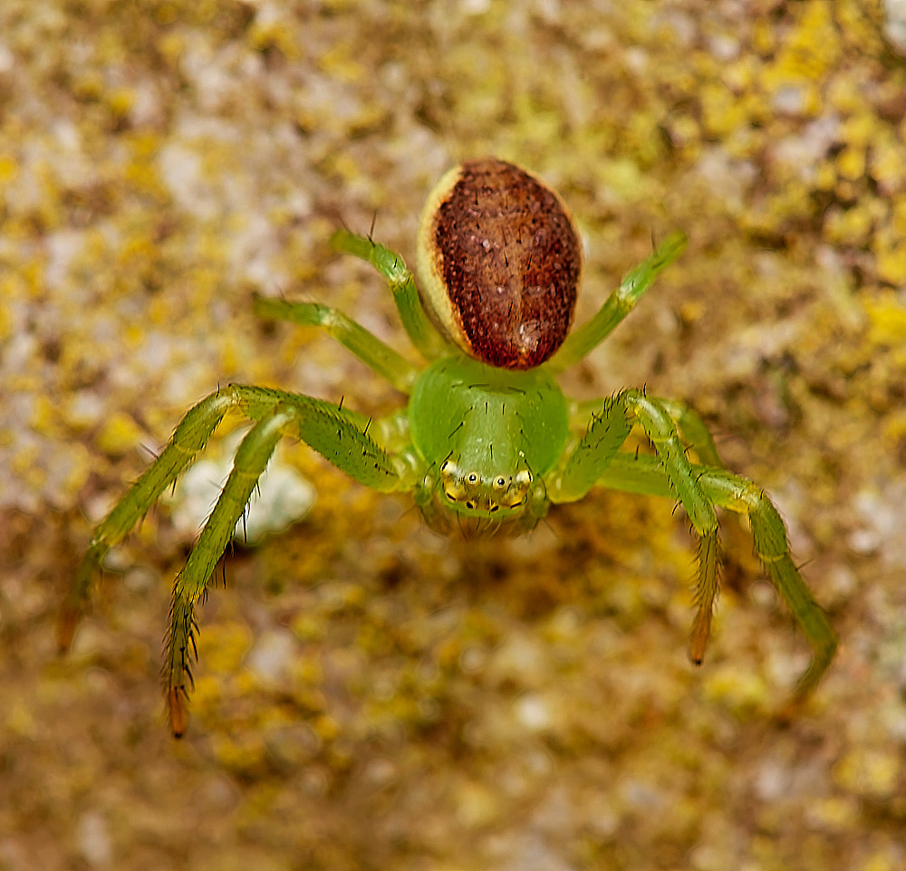 CemeteryGreenSpider280723-2-NEF_DxO_DeepPRIME